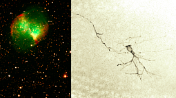 Images of a nebula and neuron
