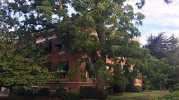 A black walnut tree at the southeast corner of Johnson Hall