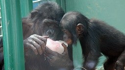Sukari, an adolescent female bonobo, shares a frozen treat with infant Amelia at the Columbus zoo