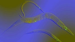 C. elegans organism