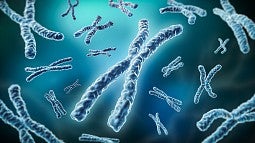 Illustration of chromosomes