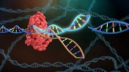 Illustration of CRISPR-Cas9 genome editing system