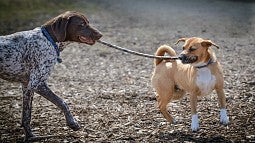 Two dogs playing with a stick at a dog park