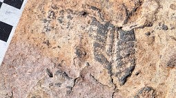 Part of an Ediacaran fossil