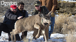 Meacham (red hat) and Kauffman (second from left), releasing a female mule deer onto her winter range near Big Piney in March 2013. Photo by Mark Gocke