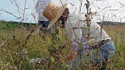 Image shows Madonna Moss in a field behind camas seed pods and blue flowers