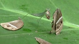 Mantis eating a bushbrown butterfly in India