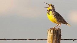 Western meadowlark singing