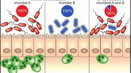 Graphic depicts immune response to separate bacterial species, and the response (in green) when the two are combined