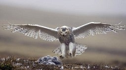 Snowy owl photo by Paul Bannick