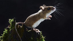 A mouse leaping from a branch