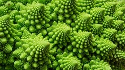 Romanesco broccoli exhibits natural fractal pattern