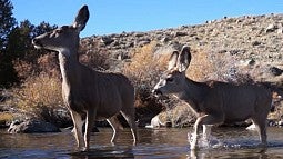 Deer crossing stream