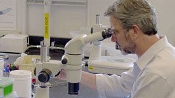 Patrick Phillips looking into a microscope in the lab