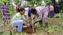 A Peace Corps volunteer working on an agricultural project in Africa.
