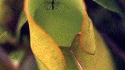 A pitcher-plant mosquito