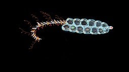 A siphonophore, a jellyfish relative