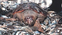 Image from a fishing boat shows bycatch species hauled in with targeted fish species