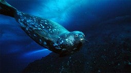 Weddell seal underwater