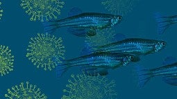 Illustration of zebrafish and coronavirus