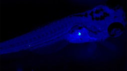 Zebrafish under a fluoroscope