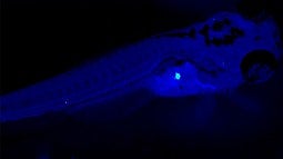 Beta Cells light up bright green inside the zebrafish pancreas 
