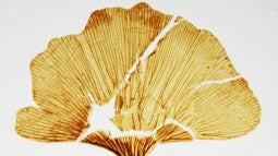 Fossil Ginkgo leaf