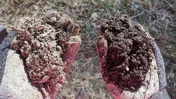 Good soil and degraded soil