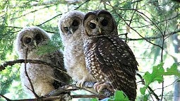 Northern spotted owls