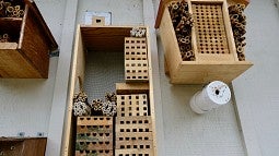 Mason bee hives