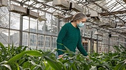 Alice Barkan in greenhouse