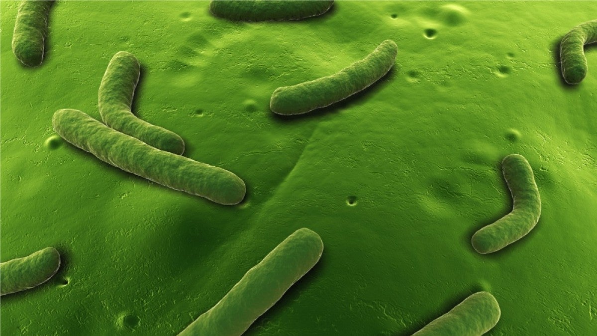 Aeromonas bacteria