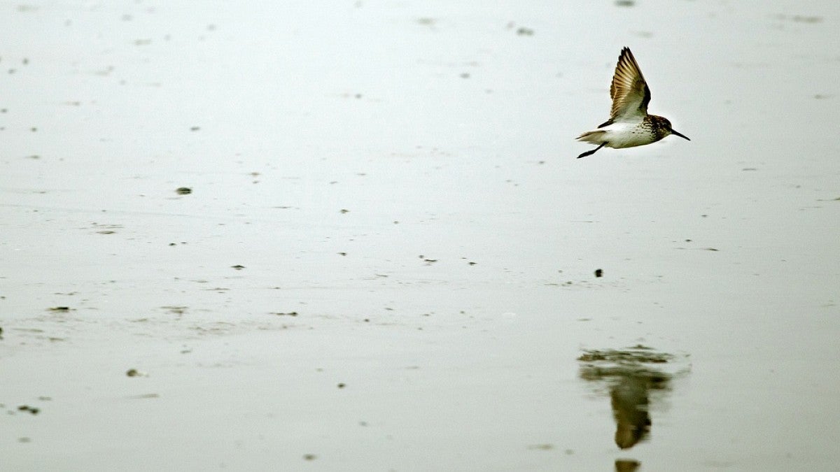 Shorebird on the Copper River delta