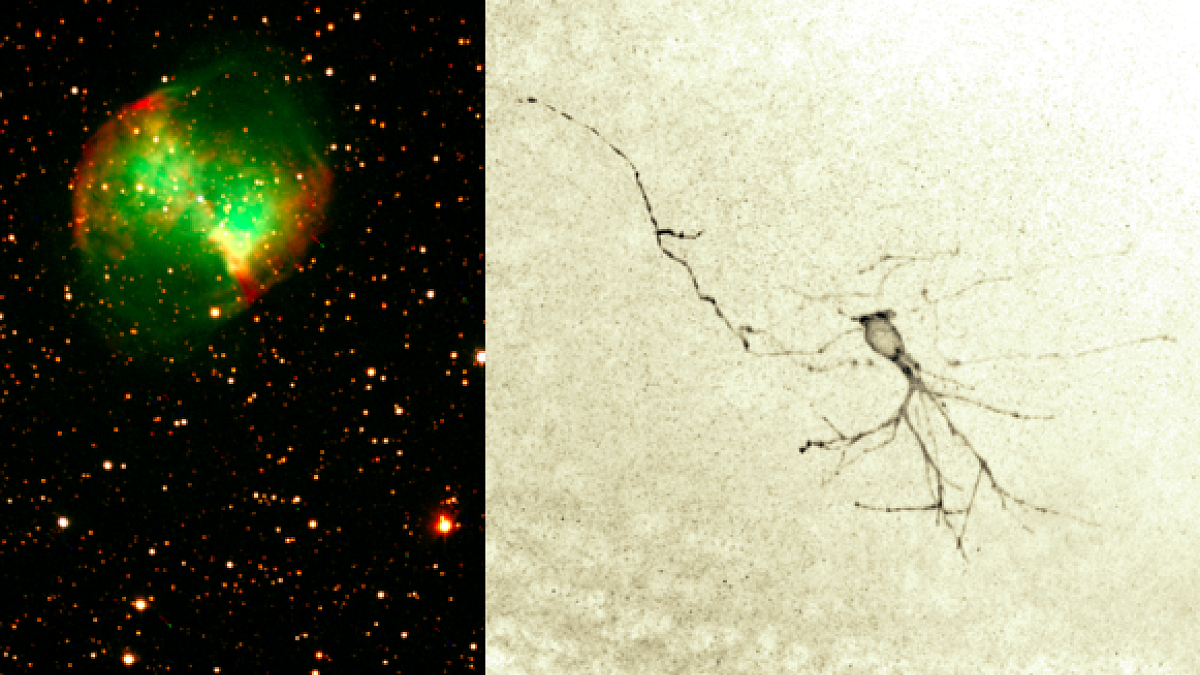 Images of a nebula and neuron