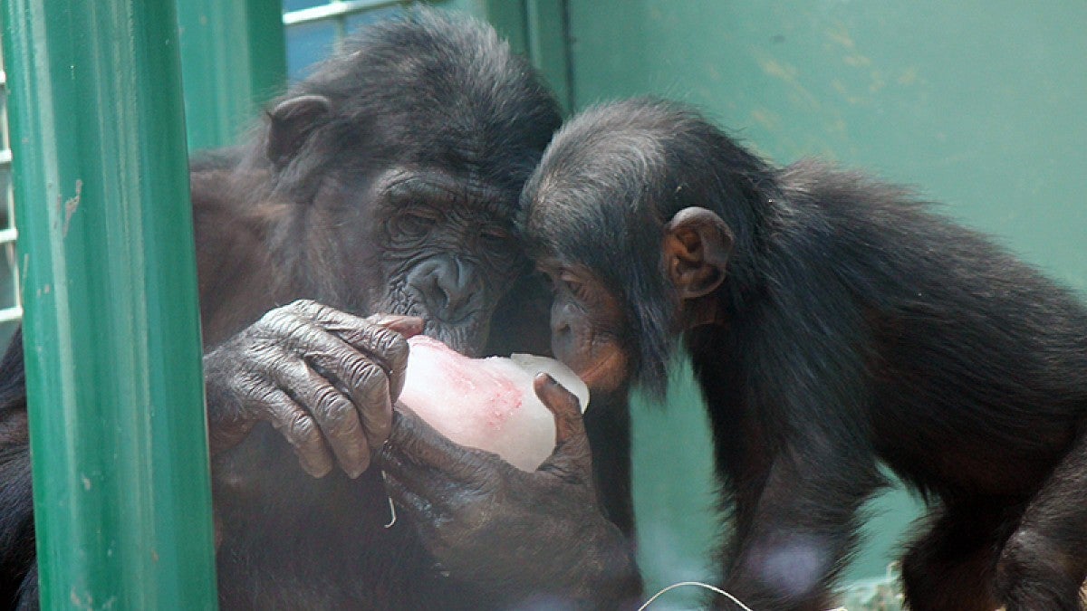 Sukari, an adolescent female bonobo, shares a frozen treat with infant Amelia at the Columbus zoo