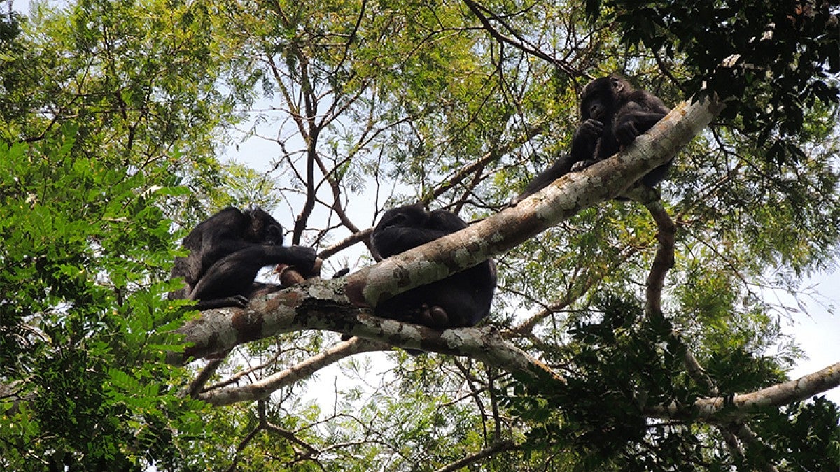 Bonobos with a captured duiker up in the trees in a Congo forest