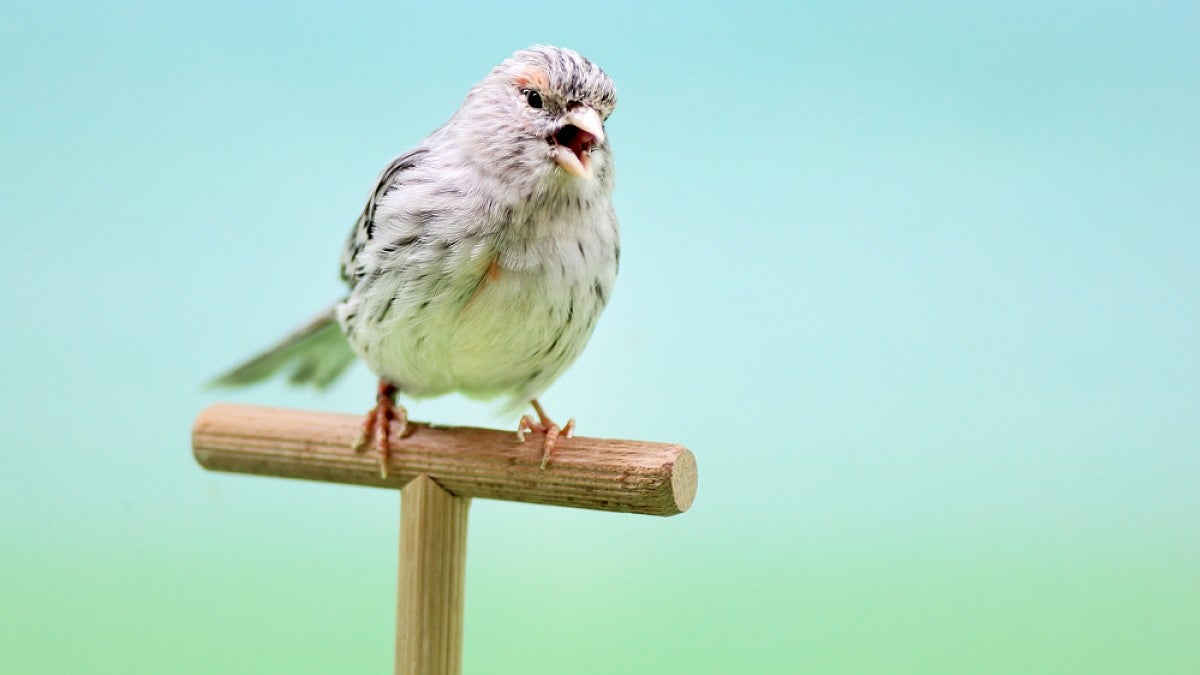A singing canary