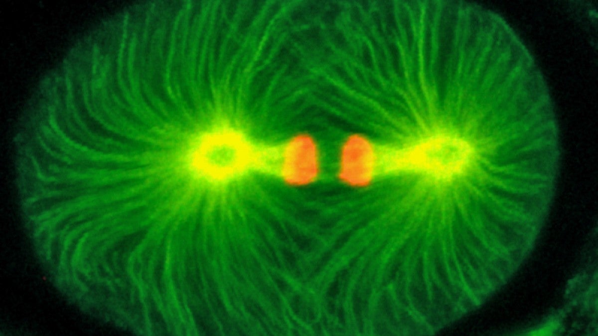 Image shows a bipolar mitotic spindle functioning normally during early cell division