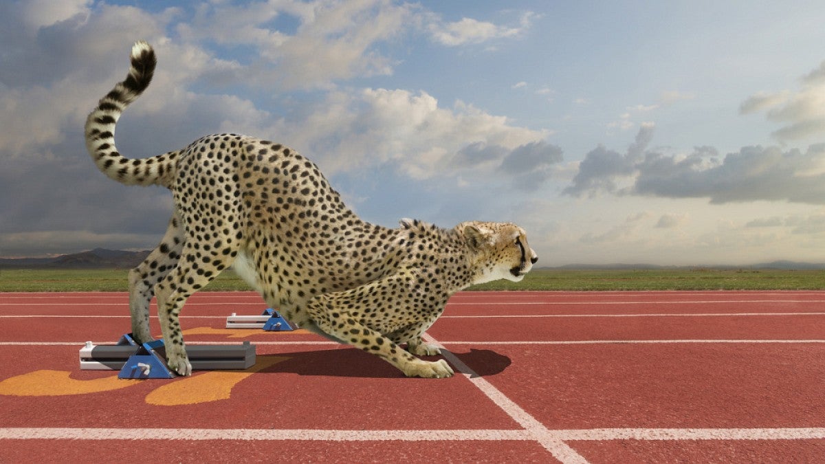 The animal kingdom's track and field champs star in new exhibit | Around  the O