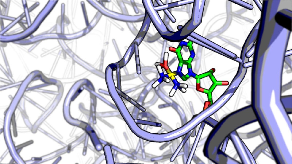 Platinum drug attached to yeast ribosome RNA