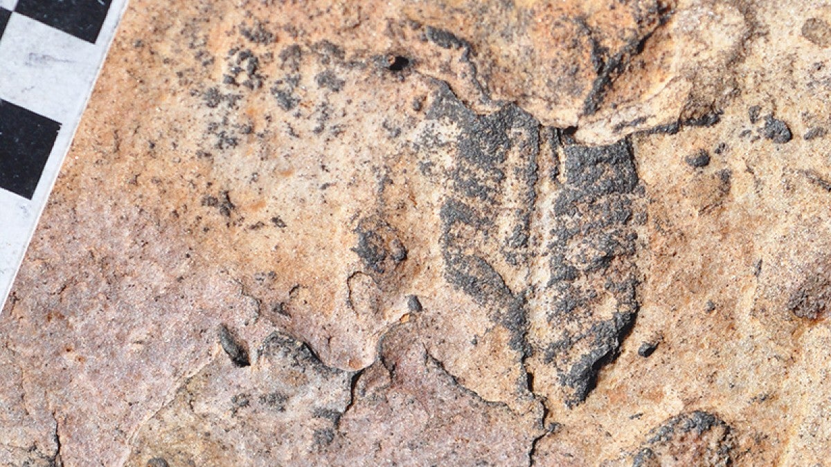 Part of an Ediacaran fossil