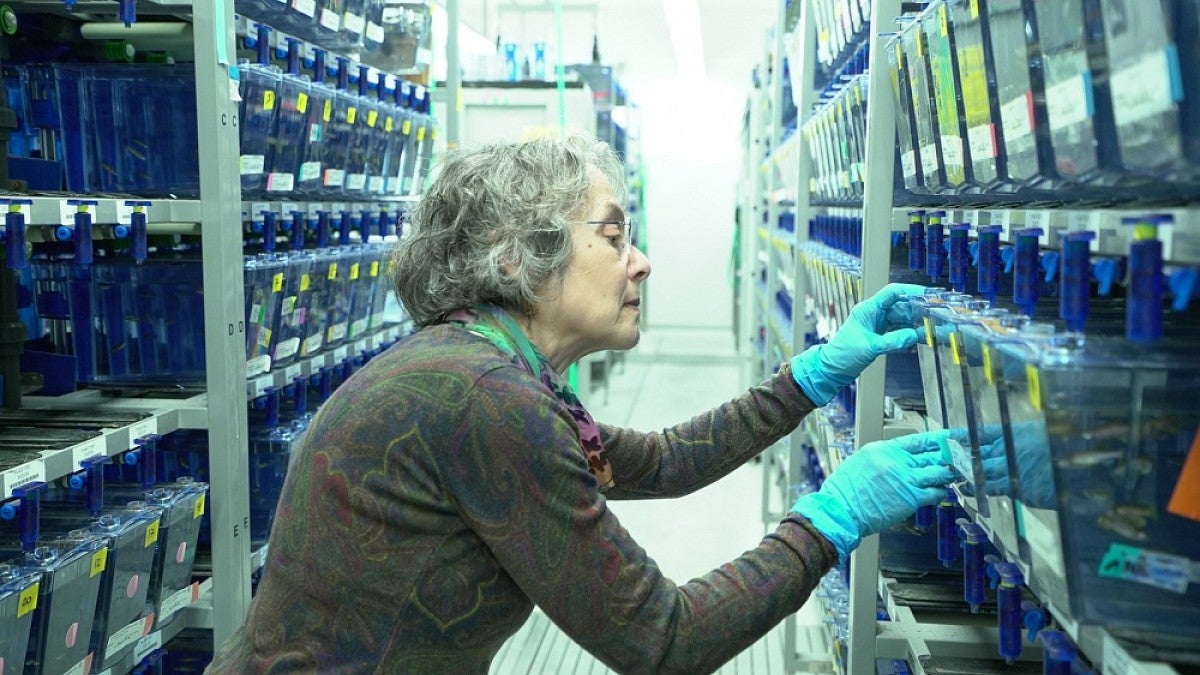 Biology professor Judith Eisen in the UO's Zebrafish International Research Center.