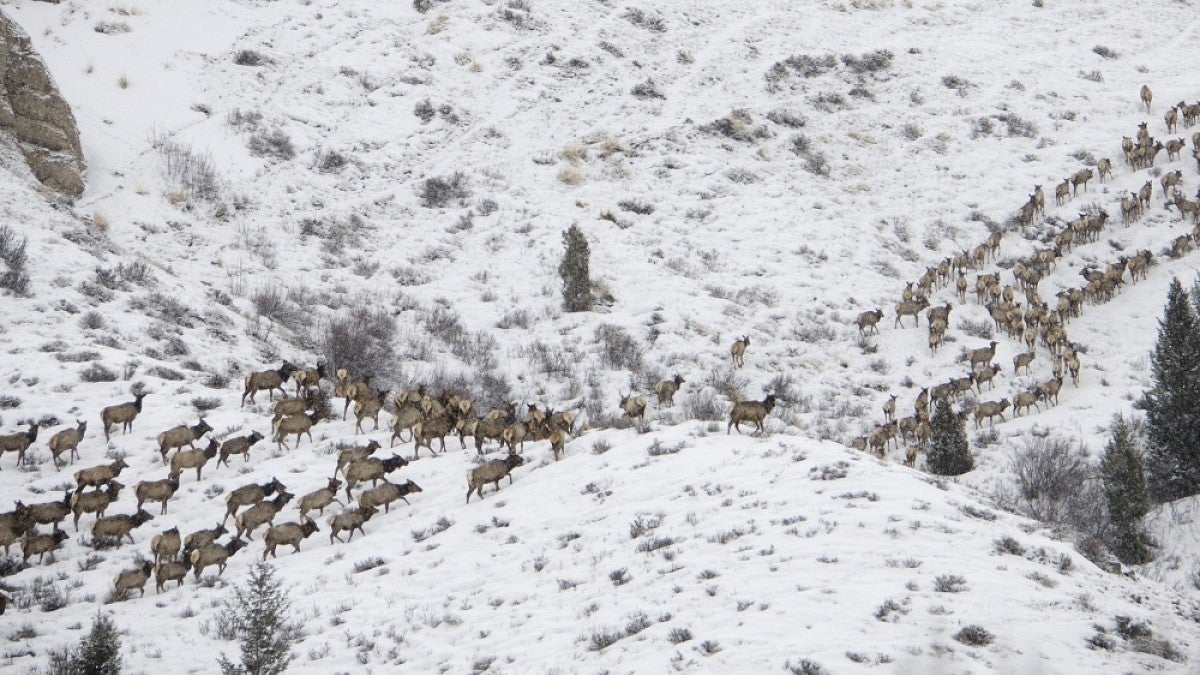 Elk migration