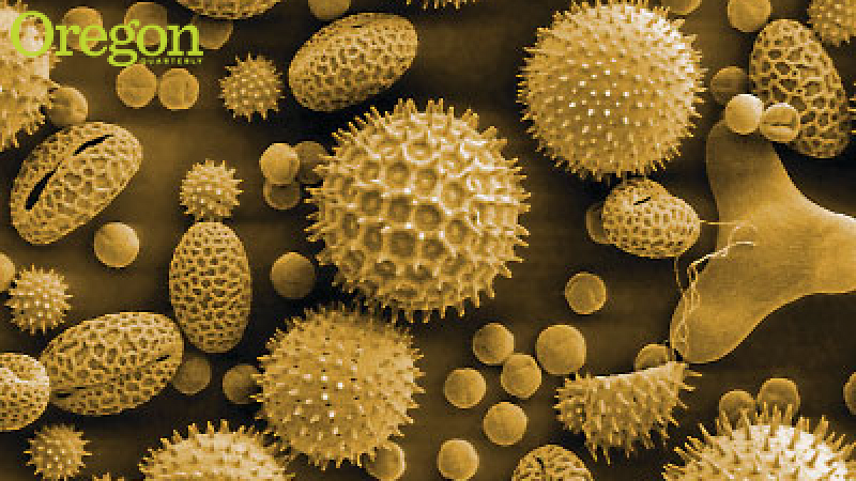 Indoor environments are home to people as well as microscopic bacteria, fungi, viruses, and, shown here at 500X magnification, pollen. Photograph by Dartmouth Electron Microscope Facility, Dartmouth College