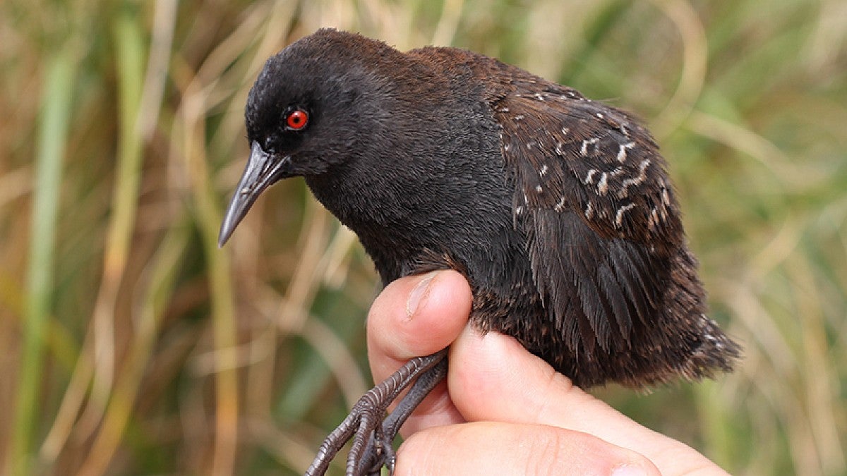 Image shows a single Inaccessible Island rail on a researcher's hand