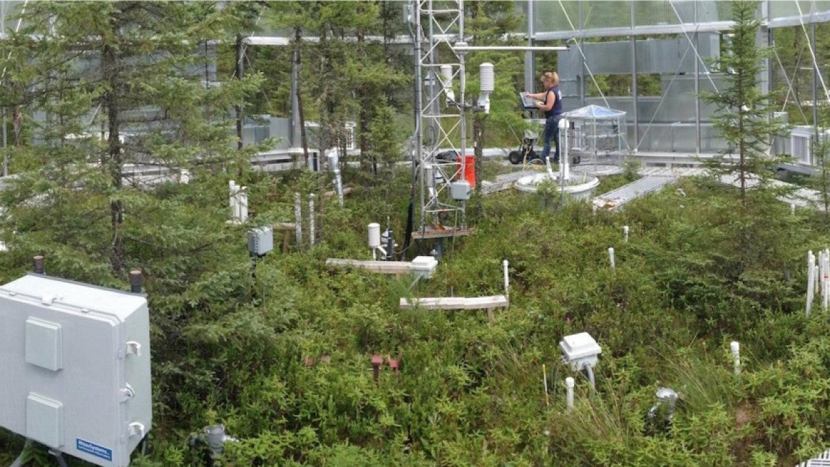 Image shows a researcher inside an experimental plot in Minnesota