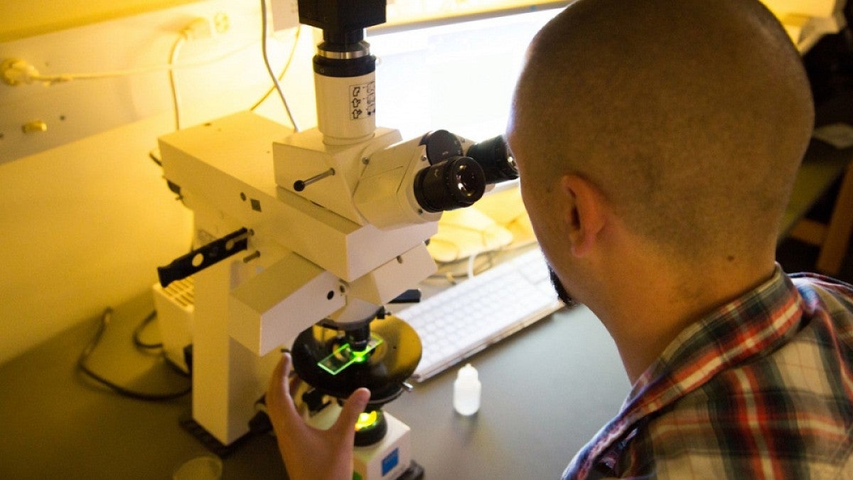 Researcher at microscope