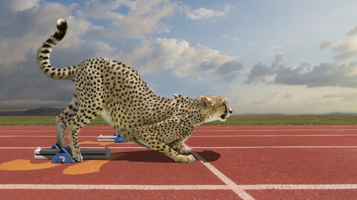 Cheetah on running track
