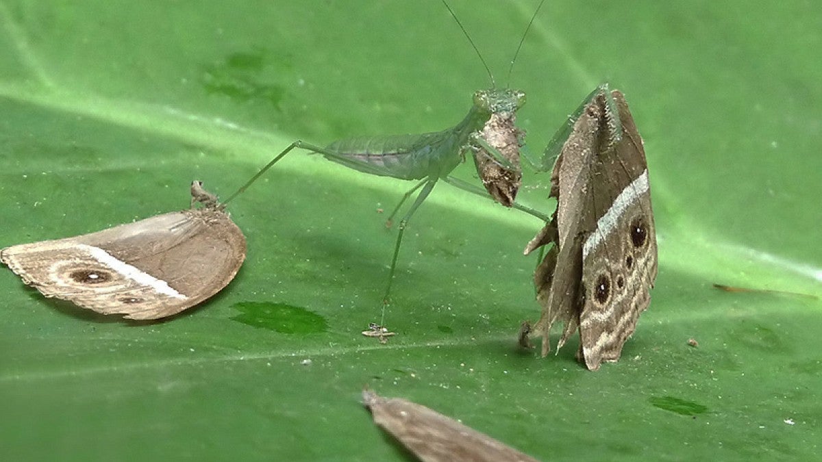 Mantis eating a bushbrown butterfly in India