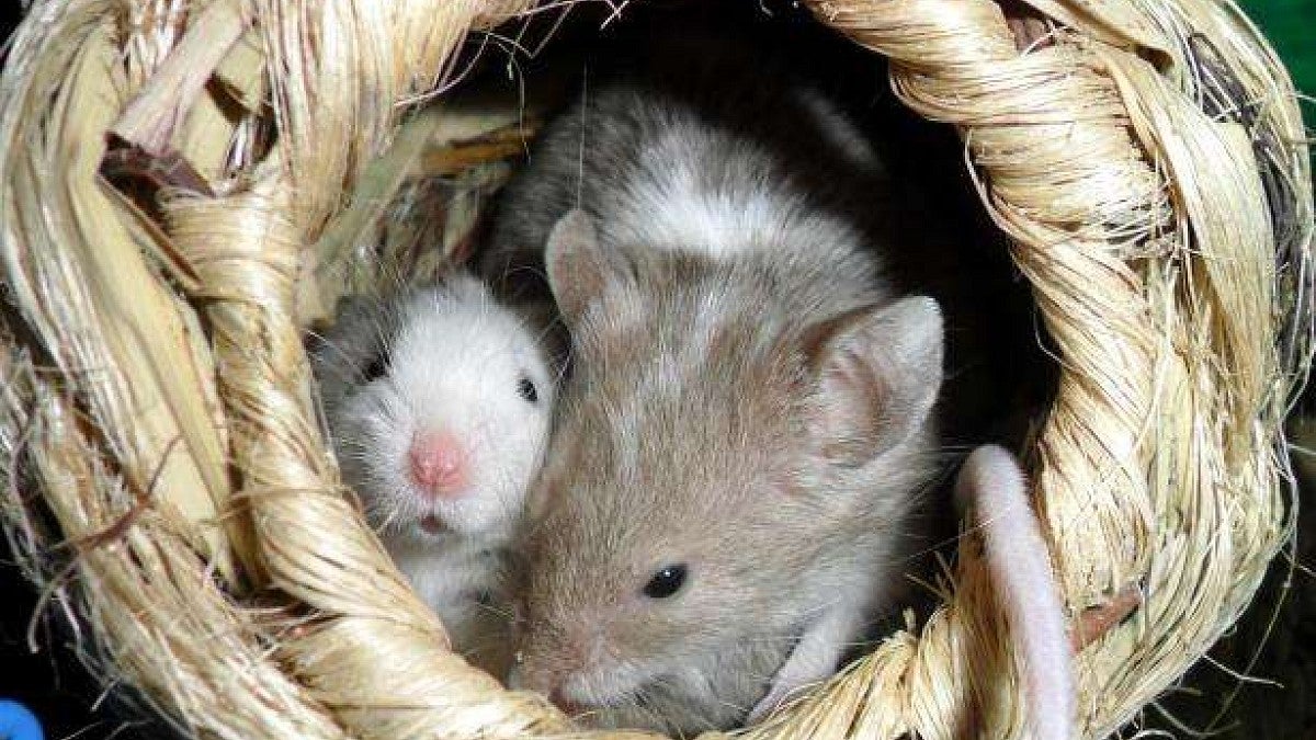 image of mice in a nest